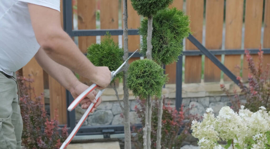 Trimmen Hecke Gartenpflege Service Berlin Brandenburg