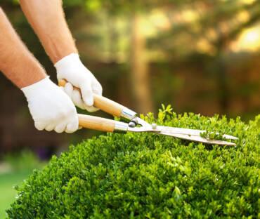 Startseite 10 Trimmen Heckenschnitt Gartenpflege Service Berlin Brandenburg
