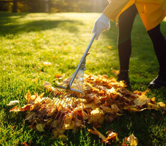 Rasenpflege im Herbst 7 Fehler die jeder macht