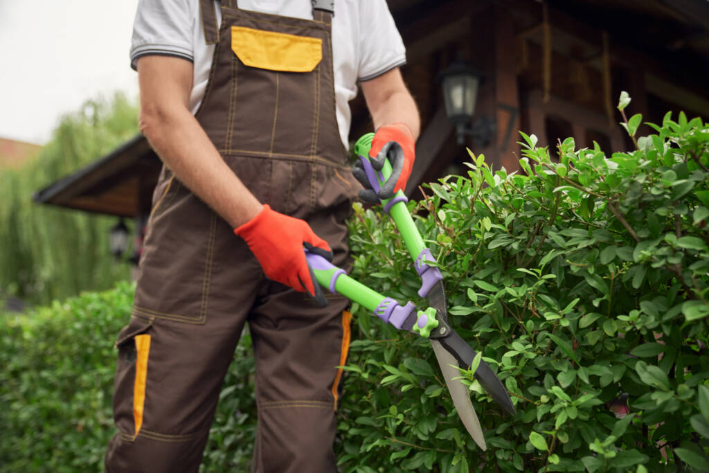 heckenschnitt gartenpflege service berlin brandenburg